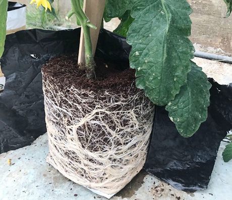 Positive feedback for Vvibes tomato rootstock Selvaggio F1